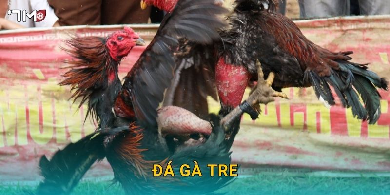 Đá Gà Tre 7M – Trải Nghiệm Đỉnh Cao Và Chiến Thuật Thắng Lớn 1 Đá Gà Tre 7M – Trải Nghiệm Đỉnh Cao Và Chiến Thuật Thắng Lớn