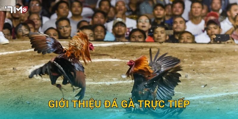 Đá Gà Trực Tiếp 7M – Trải Nghiệm Cá Cược Hấp Dẫn Mỗi Ngày 2 Giới thiệu đá gà trực tiếp