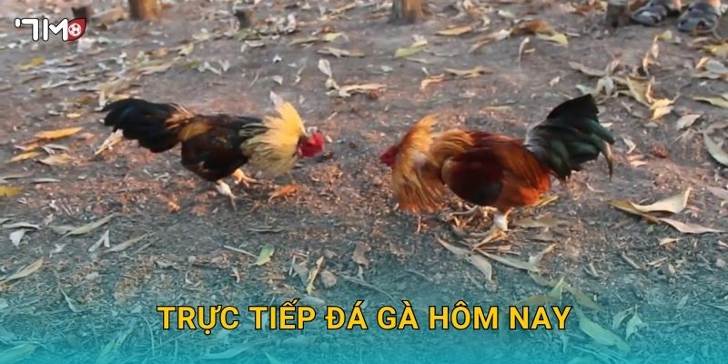 Trực Tiếp Đá Gà Hôm Nay 7M – Xem Kèo, Đặt Cược Và Thắng Lớn 1 Trực Tiếp Đá Gà Hôm Nay 7M – Xem Kèo, Đặt Cược Và Thắng Lớn
