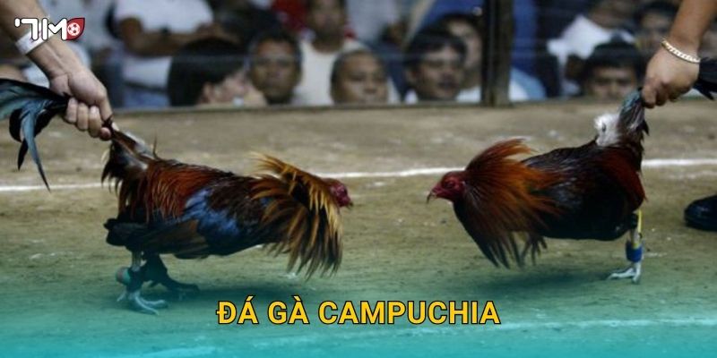 Đá Gà Campuchia 7M – Thế Giới Đấu Gà Đỉnh Cao Cho Cao Thủ Cá Cược