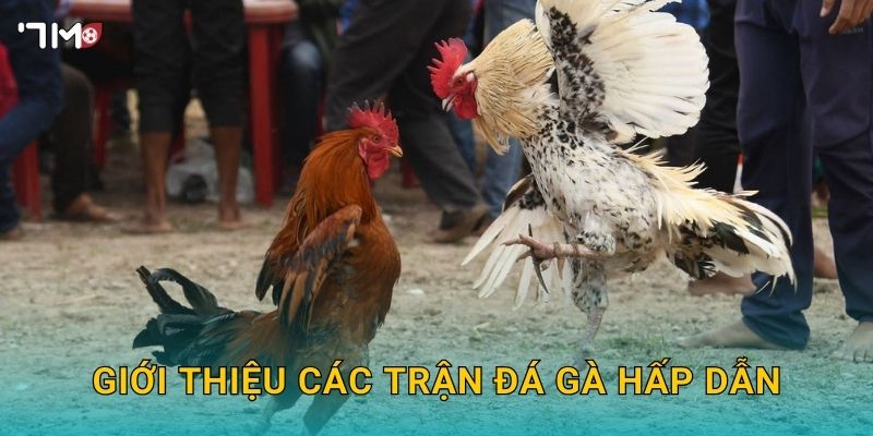 Trận Đá Gà Hay Nhất 7M – Tổng Hợp Những Khoảnh Khắc Đỉnh Cao 2 Giới thiệu các trận đá gà hấp dẫn