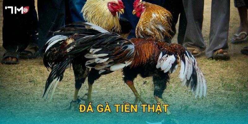 Đá Gà Tiền Thật 7M – Tham Gia Đặt Cược Và Nhận Thưởng Lớn Ngay 1 Đá Gà Tiền Thật 7M – Tham Gia Đặt Cược Và Nhận Thưởng Lớn Ngay