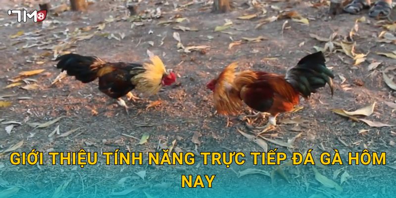 Trực Tiếp Đá Gà Hôm Nay 7M – Xem Kèo, Đặt Cược Và Thắng Lớn 2 Giới thiệu tính năng trực tiếp đá gà hôm nay