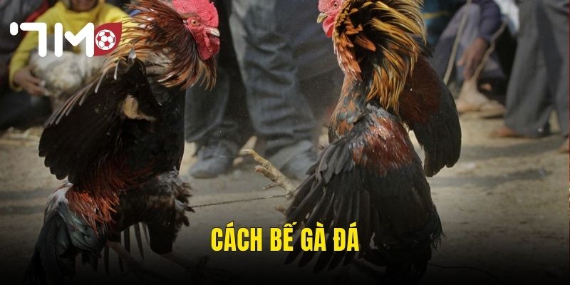 Cách Bế Gà Đá
