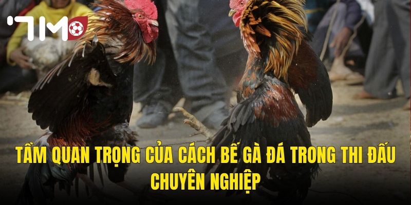 Cách Bế Gà Đá Đúng Kỹ Thuật – Bí Quyết Của Những Cao Thủ Trường Gà 7m 2 Tầm Quan Trọng Của Cách Bế Gà Đá Trong Thi Đấu Chuyên Nghiệp