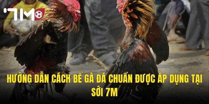 Cách Bế Gà Đá Đúng Kỹ Thuật – Bí Quyết Của Những Cao Thủ Trường Gà 7m 3 Hướng Dẫn Cách Bế Gà Đá Chuẩn Được Áp Dụng Tại Sới 7m