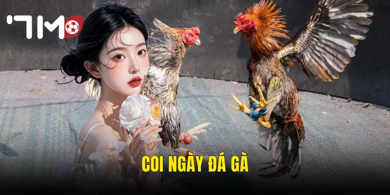 Coi Ngày Đá Gà – Chọn Giờ Hoàng Đạo Để Thắng Lớn Cùng 7m 7 coi ngày đá gà