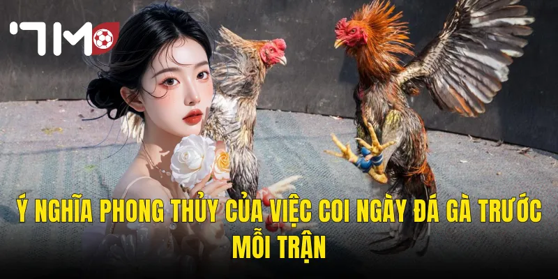 Ý Nghĩa Phong Thủy Của Việc Coi Ngày Đá Gà Trước Mỗi Trận