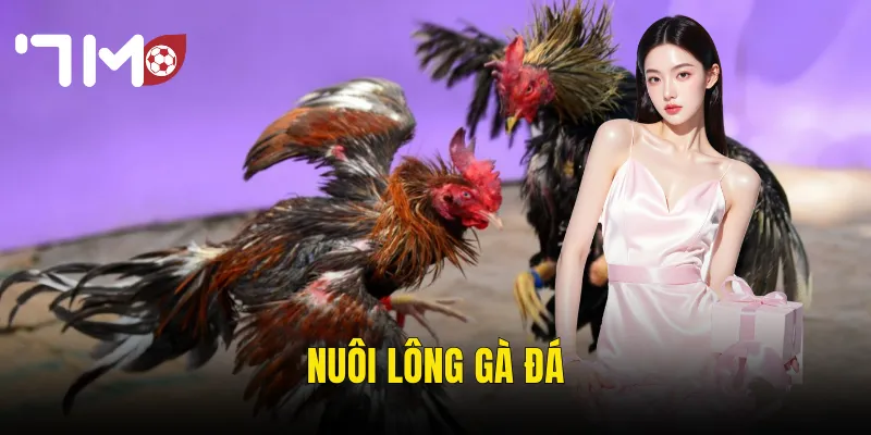 nuôi lông gà đá