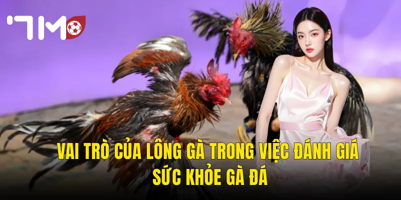 Vai Trò Của Lông Gà Trong Việc Đánh Giá Sức Khỏe Gà Đá