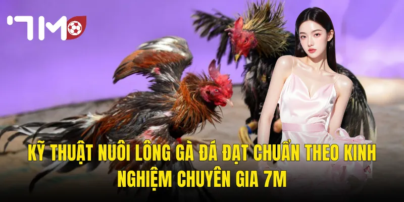 Kỹ Thuật Nuôi Lông Gà Đá Đạt Chuẩn Theo Kinh Nghiệm Chuyên Gia 7m