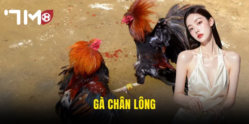 Gà Chân Lông – Đặc Điểm Nhận Dạng Và Giá Trị Chiến Đấu Trên Sới 7m 4 gà chân lông