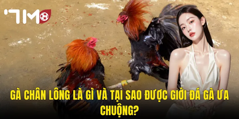 Gà Chân Lông – Đặc Điểm Nhận Dạng Và Giá Trị Chiến Đấu Trên Sới 7m 2 Gà Chân Lông Là Gì Và Tại Sao Được Giới Đá Gà Ưa Chuộng?