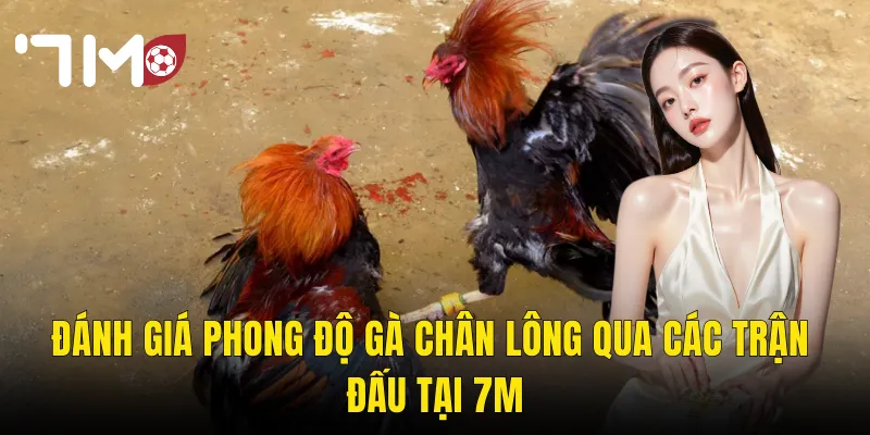 Gà Chân Lông – Đặc Điểm Nhận Dạng Và Giá Trị Chiến Đấu Trên Sới 7m 3 Đánh Giá Phong Độ Gà Chân Lông Qua Các Trận Đấu Tại 7m