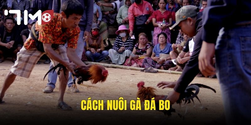 Cách Nuôi Gà Đá Bo – Hành Trình Tạo Ra Chiến Kê Bất Bại Tại 7m 8 cách nuôi gà đá bo