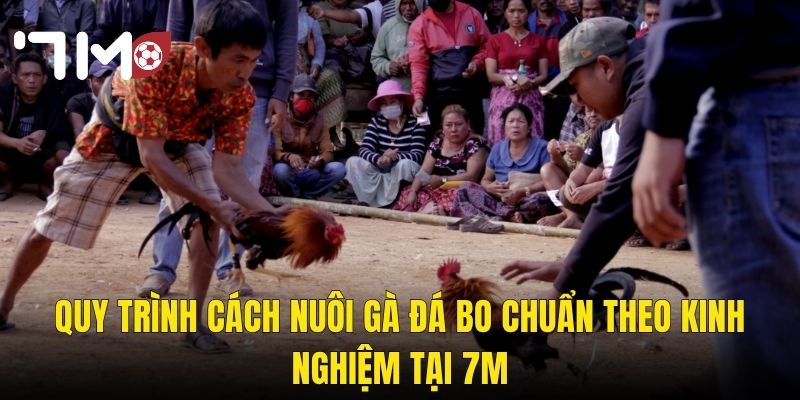 Quy Trình Cách Nuôi Gà Đá Bo Chuẩn Theo Kinh Nghiệm Tại 7m