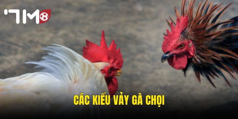 Các Kiểu Vảy Gà Chọi – Giải Mã Bí Ẩn Phong Thủy Và Chiến Lực Tại 7m 6 các kiểu vảy gà chọi
