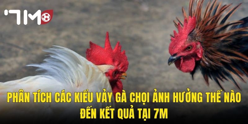 Các Kiểu Vảy Gà Chọi – Giải Mã Bí Ẩn Phong Thủy Và Chiến Lực Tại 7m 3 Phân Tích Các Kiểu Vảy Gà Chọi Ảnh Hưởng Thế Nào Đến Kết Quả Tại 7m