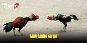 Màu Mạng Gà Đá