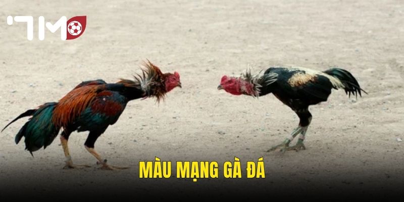 Màu Mạng Gà Đá – Bí Kíp Chọn Gà Theo Ngũ Hành Để Thắng Tại 7m 1 Màu Mạng Gà Đá