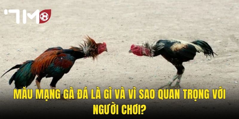 Màu Mạng Gà Đá – Bí Kíp Chọn Gà Theo Ngũ Hành Để Thắng Tại 7m 2 Màu Mạng Gà Đá Là Gì Và Vì Sao Quan Trọng Với Người Chơi?