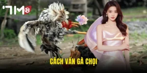 cách vần gà chọi