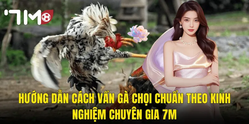 Hướng Dẫn Cách Vần Gà Chọi Chuẩn Theo Kinh Nghiệm Chuyên Gia 7m