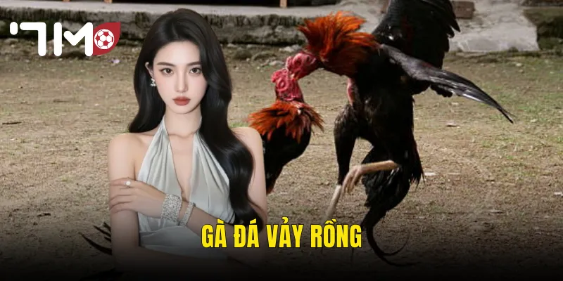 gà đá vảy rồng
