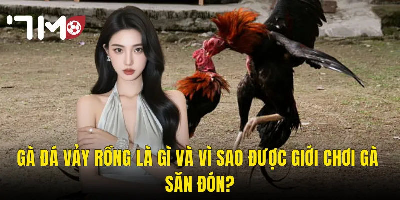 Gà Đá Vảy Rồng Là Gì Và Vì Sao Được Giới Chơi Gà Săn Đón?