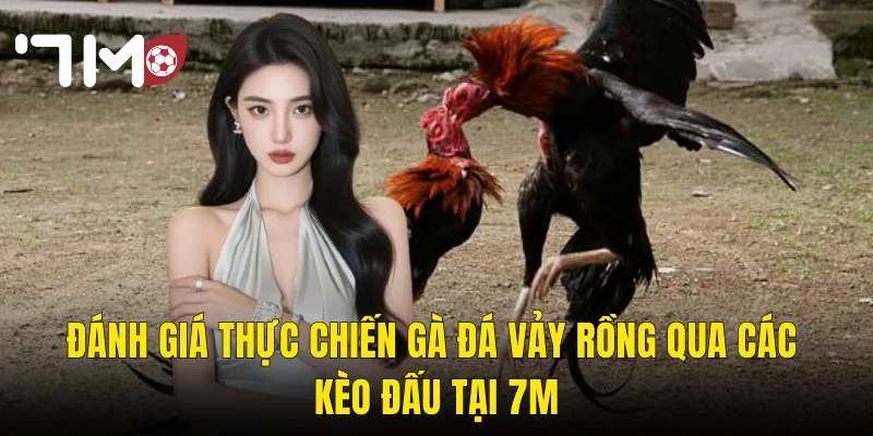 Đánh Giá Thực Chiến Gà Đá Vảy Rồng Qua Các Kèo Đấu Tại 7m