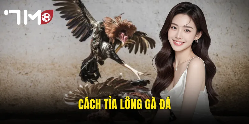 Cách Tỉa Lông Gà Đá – Nghệ Thuật Chăm Sóc Giúp Gà Sung Sức Vào Sới 7m 9 cách tỉa lông gà đá