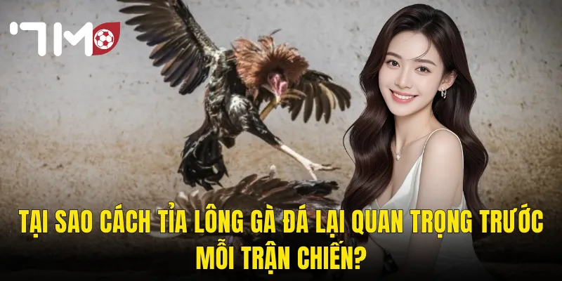 Cách Tỉa Lông Gà Đá – Nghệ Thuật Chăm Sóc Giúp Gà Sung Sức Vào Sới 7m 2 Tại Sao Cách Tỉa Lông Gà Đá Lại Quan Trọng Trước Mỗi Trận Chiến?