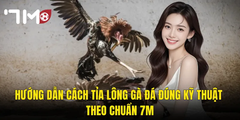 Cách Tỉa Lông Gà Đá – Nghệ Thuật Chăm Sóc Giúp Gà Sung Sức Vào Sới 7m 3 Hướng Dẫn Cách Tỉa Lông Gà Đá Đúng Kỹ Thuật Theo Chuẩn 7m