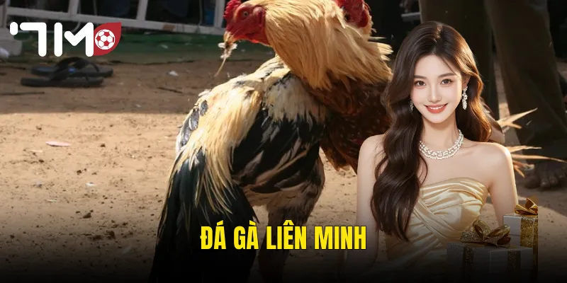 Đá Gà Liên Minh Tại 7m – Đấu Trường Kịch Tính Dành Cho Cao Thủ Thực Thụ 10 Đá Gà Liên Minh