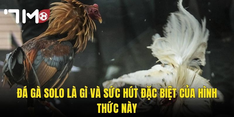 Đá Gà Solo 7m – Cuộc Đối Đầu Tay Đôi Kịch Tính Và Cơ Hội Thắng Lớn 2 Đá Gà Solo Là Gì Và Sức Hút Đặc Biệt Của Hình Thức Này